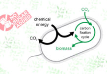 Ученые научили бактерии конвертировать CO2 в полезные химикаты