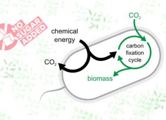 Ученые научили бактерии конвертировать CO2 в полезные химикаты