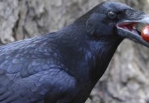 Вороны удивляют своим скрытым интеллектом
