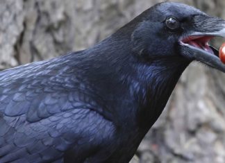 Вороны удивляют своим скрытым интеллектом