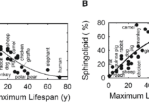 ДНК-анализ нового типа выявил максимальную продолжительность жизни разных особей
