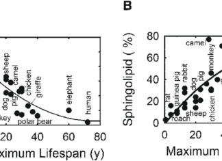 ДНК-анализ нового типа выявил максимальную продолжительность жизни разных особей