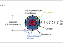 Ученые создали фотосинтетический двигатель для искусственных клеток