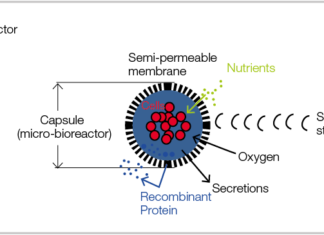 Ученые создали фотосинтетический двигатель для искусственных клеток