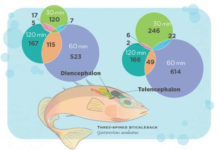 Исследователи измерили активность генов в единичных клетках