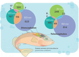 Исследователи измерили активность генов в единичных клетках