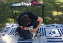 Представлен новый тест на проверку собачьего интеллекта