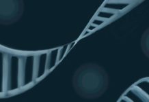 Мозговые клетки и “воздушный поцелую” при их взаимодействии