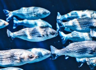 Ученые изучают поведение рыб для создания более умных подводных дронов