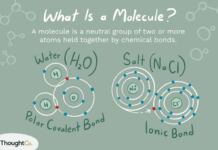 Молекулы, производимые голоданием, могут омолаживать организм