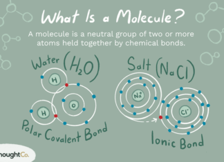 Молекулы, производимые голоданием, могут омолаживать организм