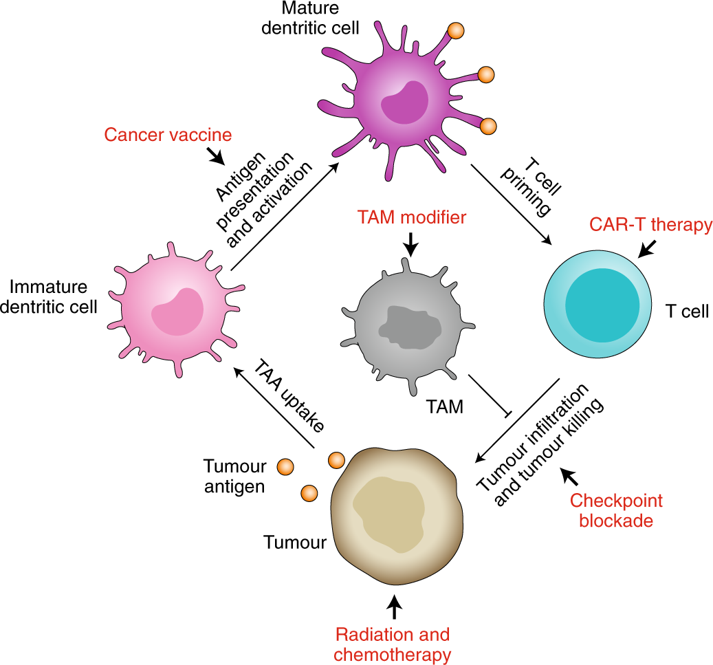 Взаимодействие иммунных клеток. Строение иммунной клетки. Клетки иммунной системы схема. Иммунные клетки макрофаги. Схема клетки макрофага.