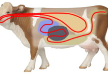 Манипуляции с кишечным биомом животных позволяет улучшить экологию