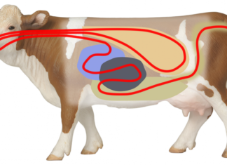Манипуляции с кишечным биомом животных позволяет улучшить экологию