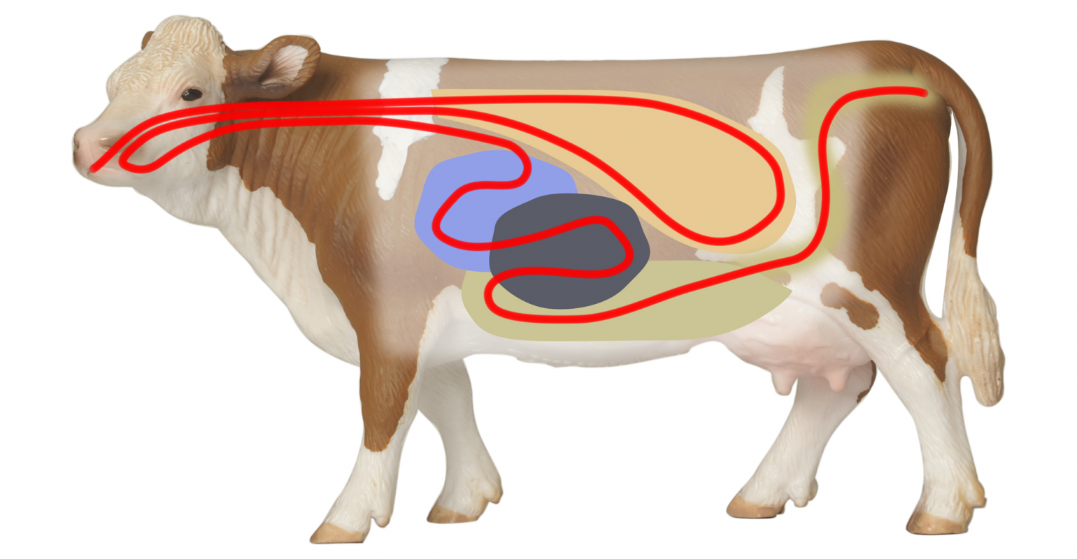 В желудке жвачных млекопитающих постоянно обитают. Пищеварительный тракт жвачных животных. Система пищеварения коровы. Пищеварительный тракт коровы. ЖКТ коровы.