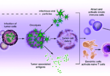 Ученые сумели воспрепятствовать раковым клеткам в изменении иммунных клеток