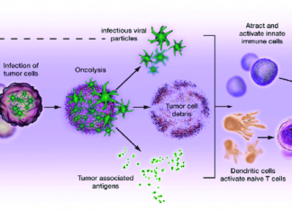 Ученые сумели воспрепятствовать раковым клеткам в изменении иммунных клеток