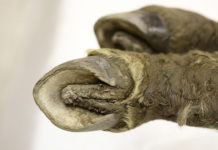 Ученые могут в будущем клонировать древнюю породу лошадей