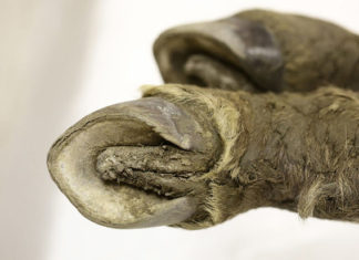 Ученые могут в будущем клонировать древнюю породу лошадей