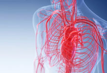 Ученые сумели интегрировать кровеносный сосуд в искусственную кожу