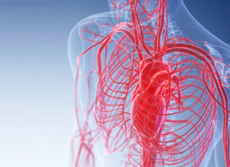 Ученые сумели интегрировать кровеносный сосуд в искусственную кожу