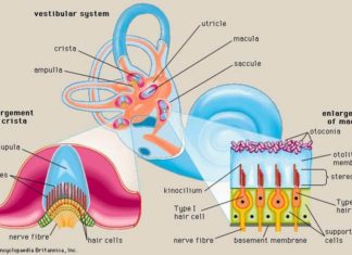 Ученые обнаружили в разы больше нейронов в ушном отделе