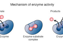Ученые предложили новый способ создания биокатализаторов