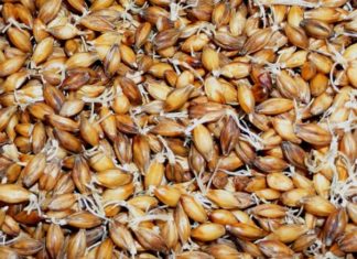 Какой солод купить для домашнего пива?