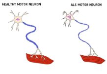 Исследование о белках и стволовых клетках продемонстрировало интересное результаты
