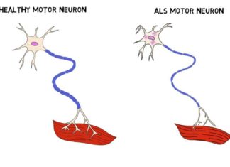Исследование о белках и стволовых клетках продемонстрировало интересное результаты