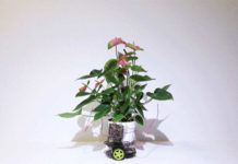 Ученые МТИ создали умный искусственный цветок Elowan