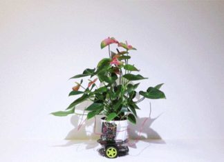 Ученые МТИ создали умный искусственный цветок Elowan