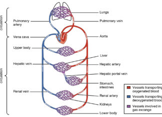 Обнаружен уникальный антиоксидант для омоложения кровеносных сосудов