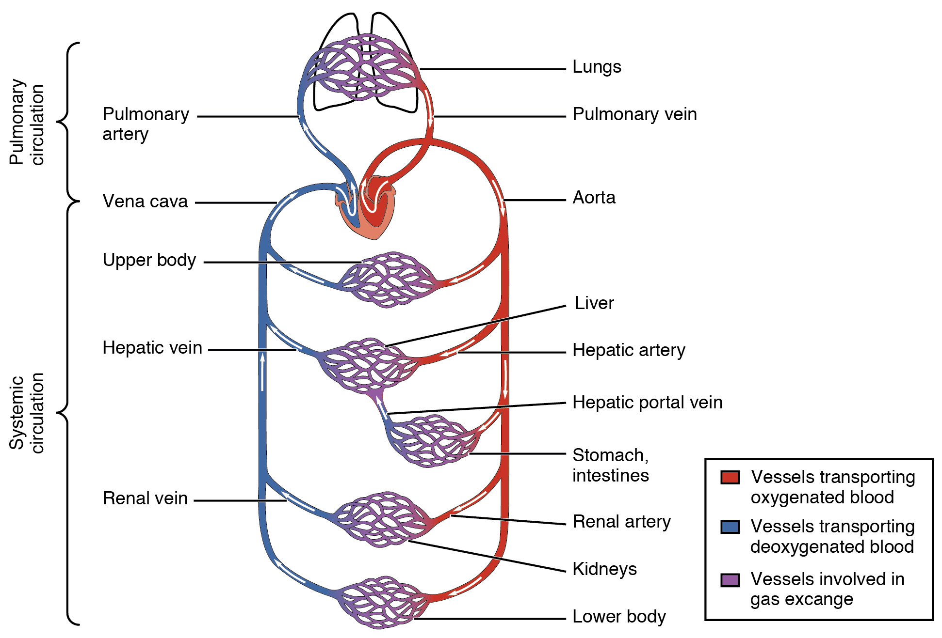 Diferencia entre vena arteria y capilar