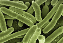 Обнаружено более 6000 бактерий с высокой устойчивостью к антибиотикам