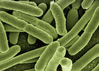 Обнаружено более 6000 бактерий с высокой устойчивостью к антибиотикам