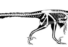 Раскрыты новые особенности поздних рапторов на Земле