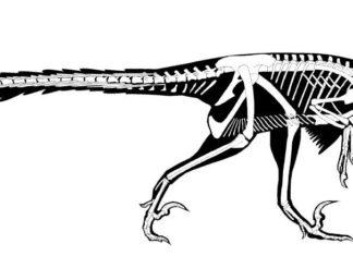 Раскрыты новые особенности поздних рапторов на Земле