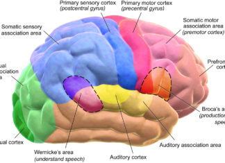 Процесс обучения оказался не столь эффективным для повышения активности нейронов