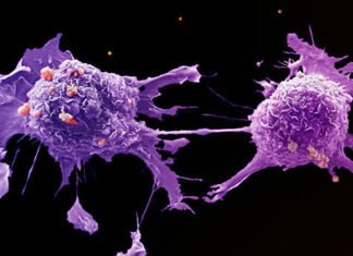 Собаки могут учуять следы раковых клеток в крови