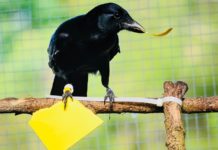Вороны могут эффективно орудовать инструментами