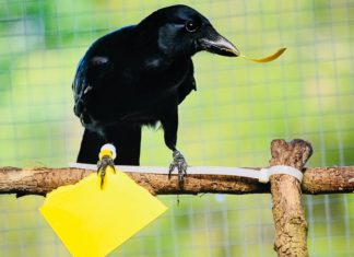 Вороны могут эффективно орудовать инструментами