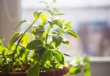 Некоторые растения могут снижать зависимость от вредной пищи