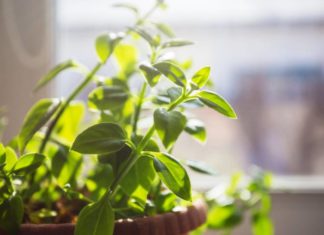 Некоторые растения могут снижать зависимость от вредной пищи