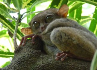 Создана необычная VR-система Tarsier Goggles