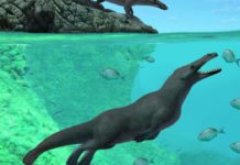 Изучен перуанский четырехлапый скелет, принадлежащий предку современного кита