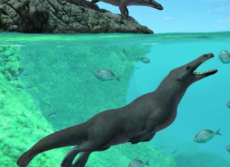 Изучен перуанский четырехлапый скелет, принадлежащий предку современного кита