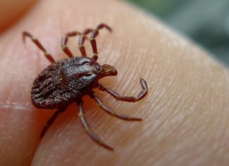 Борьба с клещами на открытых участках и в помещении