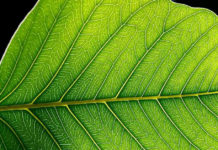 Искусственные листья не уступают естественным в выработке полезных веществ