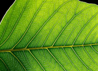 Искусственные листья не уступают естественным в выработке полезных веществ